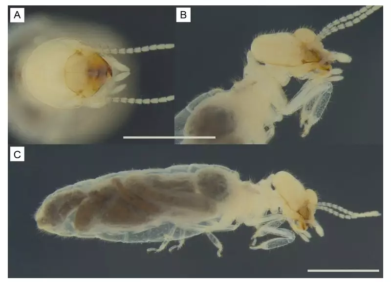 Sertão da Paraíba Revela Nova Espécie de Cupim: Descoberta Inédita na Caatinga