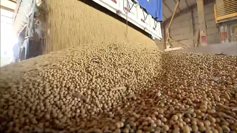 Soja Brasileira em Alta: Entenda os Fatores que Impulsionam o Mercado e os Desafios para 2025