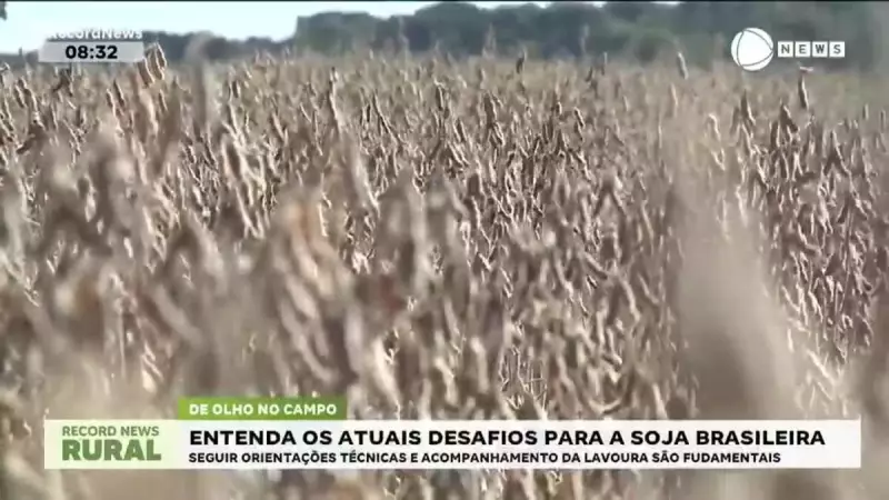 Soja Brasileira em Crise: Os Desafios que Ameaçam o Ouro Verde do Agronegócio