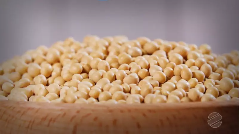 Soja de Mato Grosso Encanta Gigantes da China: Parceria Estratégica se Fortalece