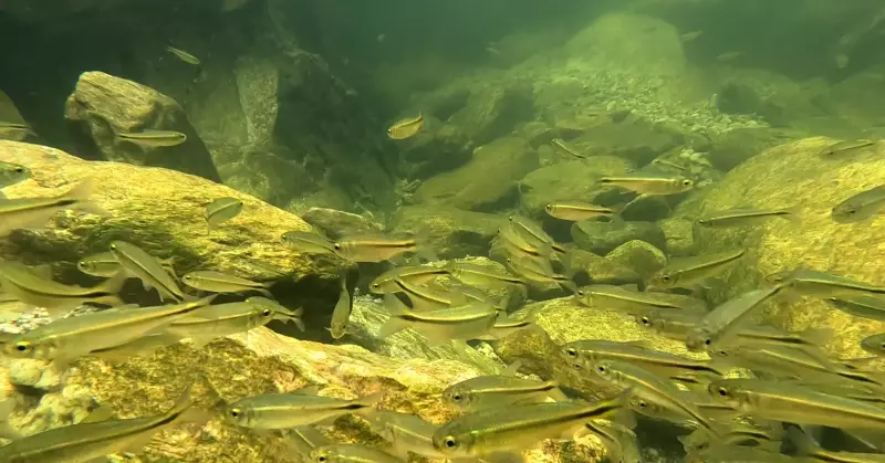 Soltar peixes sem autorização é crime ambiental e prejuízo financeiro: entenda os riscos