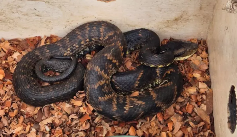 Soro Antiofídico no Sul do RJ: Descubra Onde Encontrar em Caso de Emergência