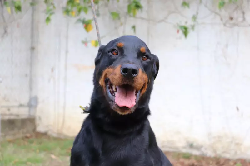 Sorocaba Oferece Atendimento Veterinário Gratuito Vitalício para Animais Adotados do Canil Municipal