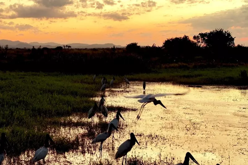 STJ obriga TJMS a reavaliar licença de desmate no Pantanal: área é 10 vezes maior que Corumbá