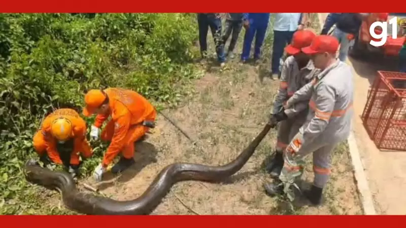 Sucuri Gigante Surge em Área Urbana de MT e Bombeiros Realizam Resgate Espetacular