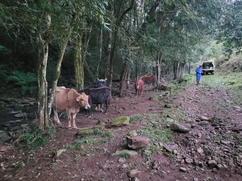 Surto de Raiva Herbívora no RS: 25 Animais Mortos em Propriedade Rural Acende Alerta Sanitário