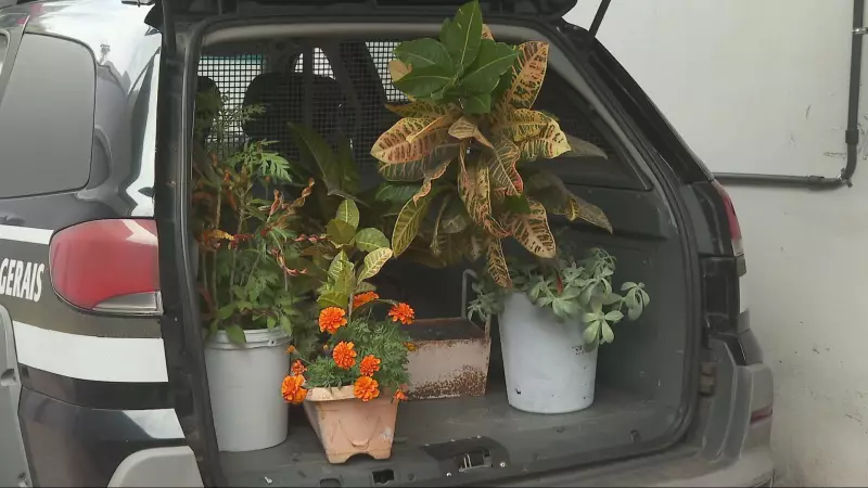 Suspeito de furtar jardim de escola 10 vezes em 8 meses é preso e liberado após pagar fiança em Minas Gerais