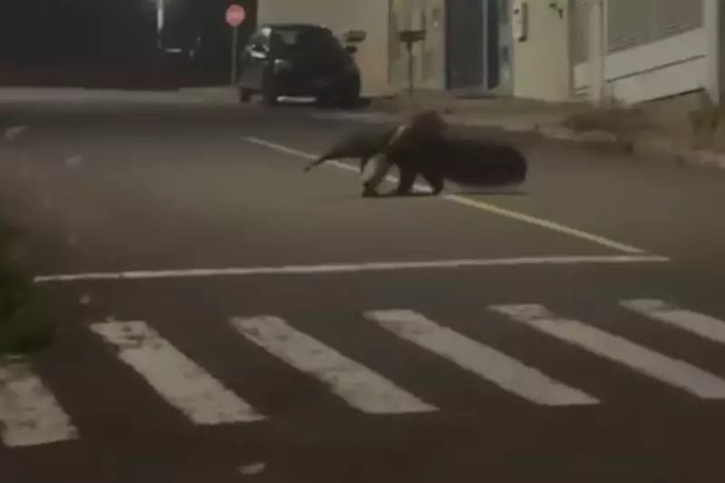 Tamanduá-bandeira surpreende moradores ao passear por rua no interior de SP: 'Parecia um dinossauro'