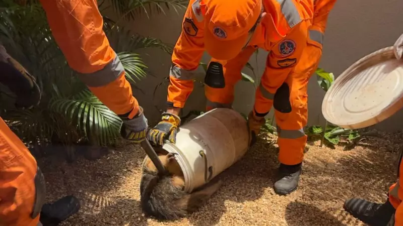 Tamanduá-mirim é resgatado de condomínio em Uberlândia: veja o vídeo emocionante!
