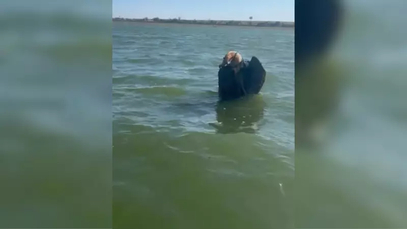 Tamanduá-mirim é salvo em resgate dramático no rio em Cardoso