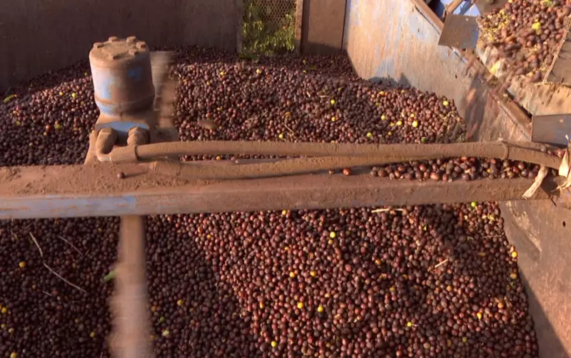 Tarifa de Trump Devasta Minas Gerais: Estado Perde R$ 1,2 Bi em Exportações Apenas em Setembro