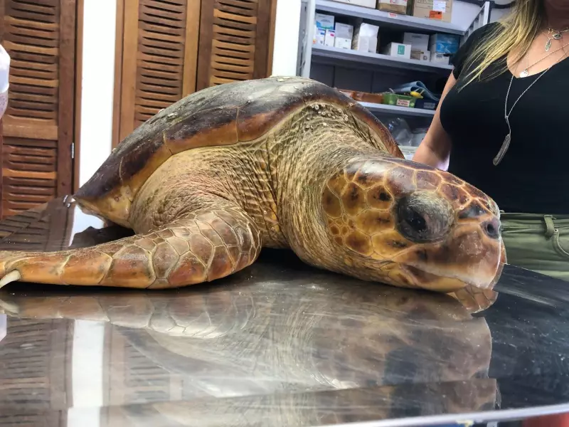 Tartaruga-cabeçuda é resgatada em estado debilitado no litoral do RS: veja o momento emocionante