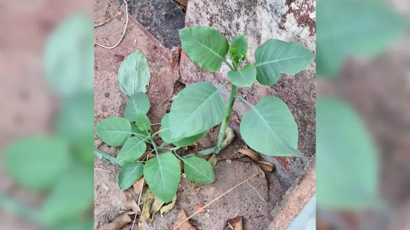 Técnico Agrícola é Envenenado por Planta Tóxica que Confundiu com Couve: Alerta Urgente!
