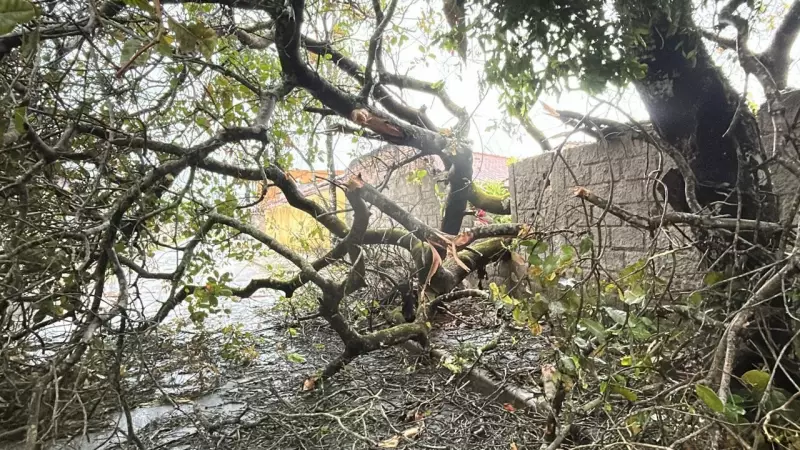 Tempestade Elétrica Assusta a Bahia: Mais de 20 Mil Raios em Apenas um Dia