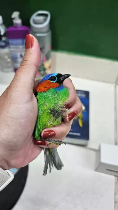 Tentativa de Contrabando Aéreo: Passageiro Preso com 18 Aves no Aeroporto de Guarulhos
