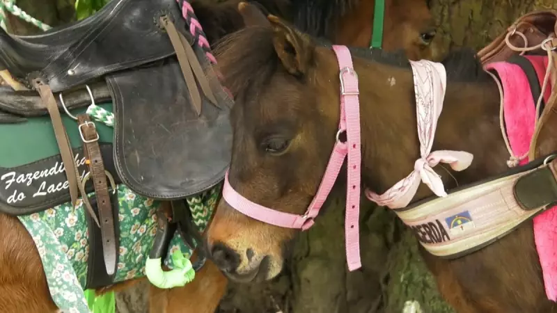 Terapia com Miniporcos: Como Animais de Estimação Estão Revolucionando o Tratamento da Depressão