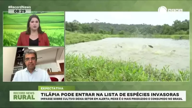 Tilápia em Risco: Espécie Pode Ser Declarada Invasora no Brasil - Entenda as Consequências