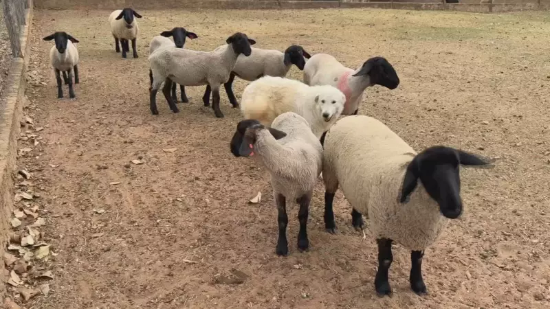 Tosquia de Ovinos: Cuidado Essencial para Proteger os Animais do Calor Intenso