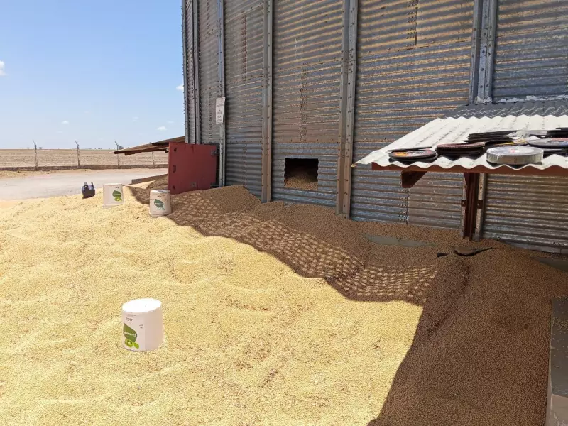 Tragédia em Silo de Soja: Acidente em Fazenda na Bahia Deixa um Morto