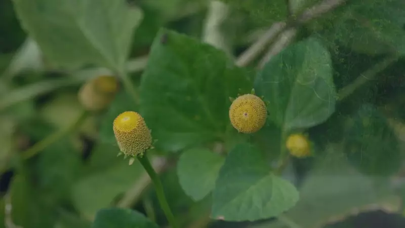 Tremidão: A Planta Amazônica Que Está Revolucionando a Vida Sexual e Gerando Fortuna