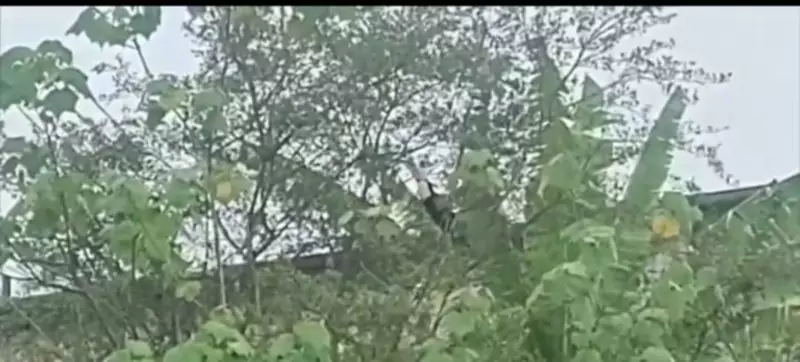 Tucano faz visita surpresa e encanta moradores de bairro em Mogi das Cruzes