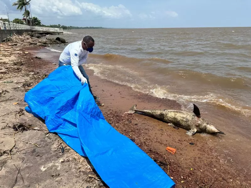 Tucuxi Gigante de 1,73m Encontrado Morto nas Margens do Rio Amazonas em Macapá