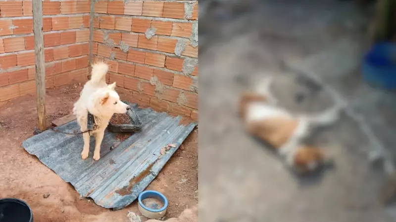 Tutor preso em Divinópolis: Cão morto e outro abandonado revelam crueldade animal
