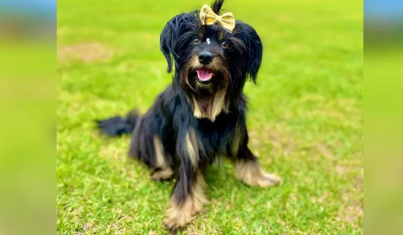 Tutora usa criatividade e improvisa capa de chuva para cachorra fazer xixi no quintal; vídeo viraliza