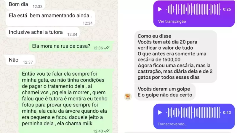 Tutores mentem sobre gata ser de rua para obter atendimento gratuito; prefeitura descobre e retém animal