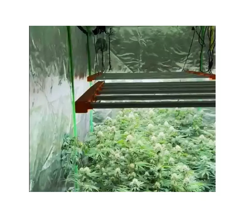 Uberlândia: PMs Desvendam Estufa com 160 Pés de Maconha em Bairro Residencial | Operação Antidrogas