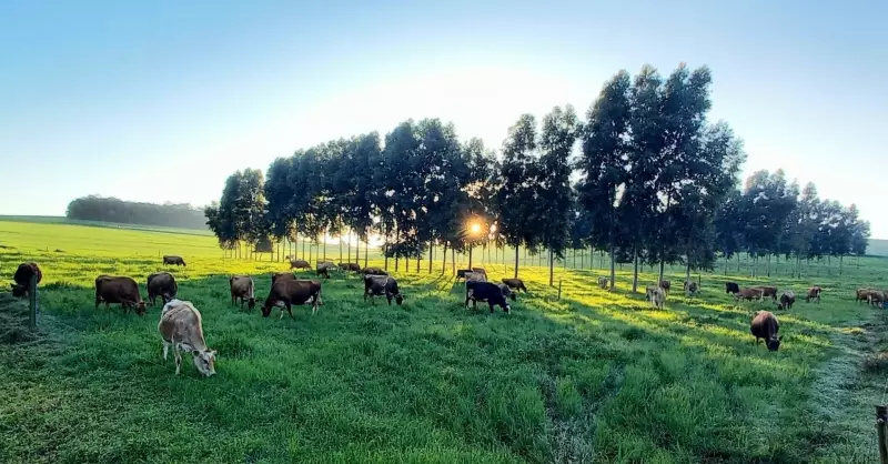 Vacas de SC em Férias: Sistema Estacional Garante Descanso e Aumenta Produção de Leite