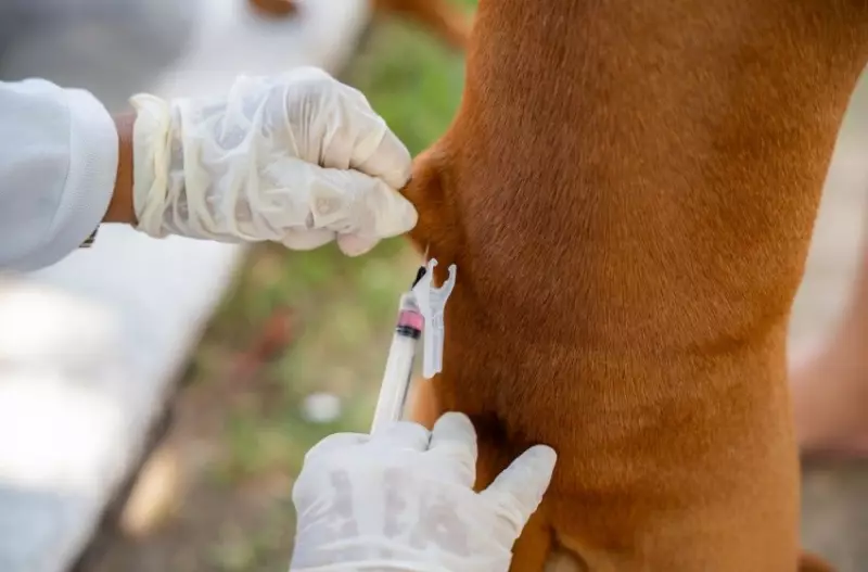 Vacinação Antirrábica em Maceió: Saiba onde levar seu pet no sábado (25)