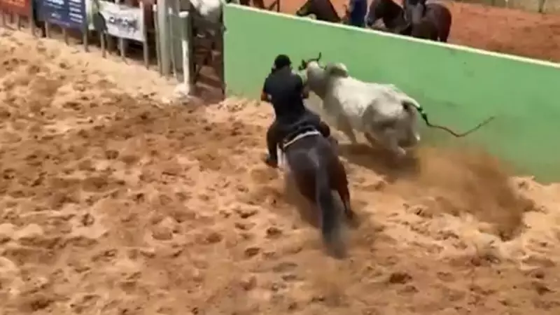 Vaquejada: Do Sertão Nordestino ao Coração do Brasil, a Tradição Que Virou Fenômeno Esportivo