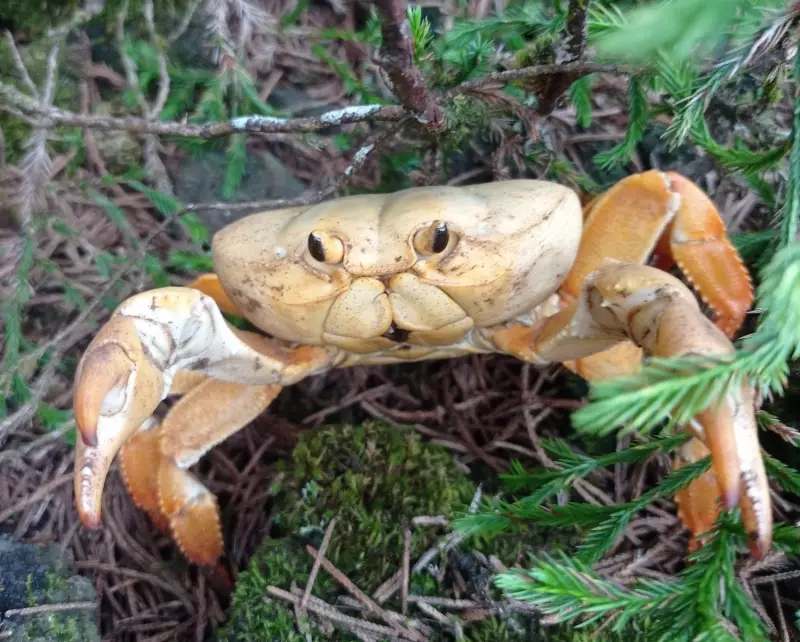 Vídeo impressionante de rodovia coberta por caranguejos é real, mas não é no Brasil | Fato ou Fake