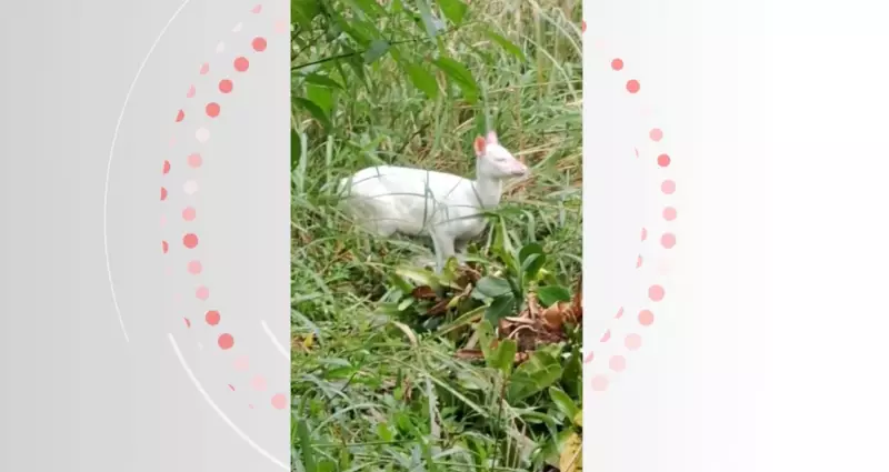 Veados albinos raros surpreendem em SC: fenômeno gera debate sobre conservação e caça