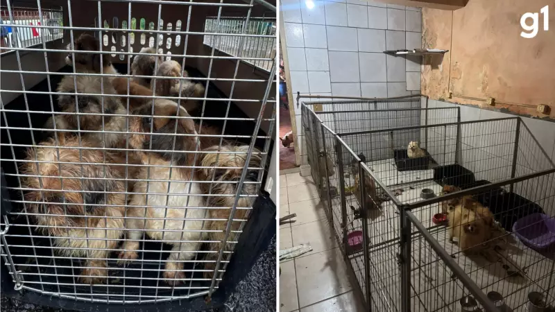 Veterinário Preso em Criadouro Clandestino no RS: Maus-tratos e Condições Chocantes