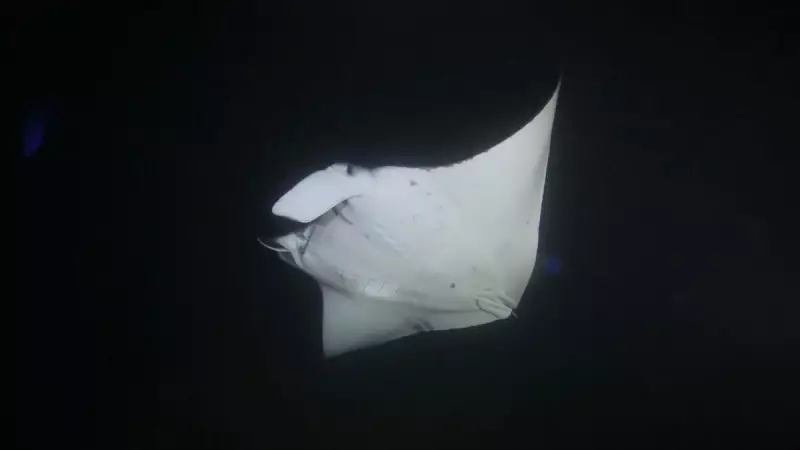 Yaraê: Nova espécie marinha descoberta no Brasil já corre risco de extinção