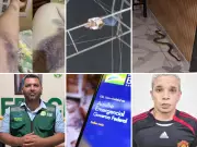 Acre em Alerta: Cobra Jararaca Encontrada Dentro de Casa Após Queda de Roda-Gigante Assustadora