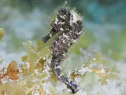 Alerta no Piauí: População de Cavalos-Marinhos Despenca 80% em Área de Preservação