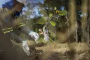 Anglo American investe em projetos inovadores para proteger fauna e flora brasileiras