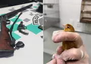 Apreensão de Aves Silvestres: Homem é Preso e Multado em R$ 50 Mil no Interior de SP
