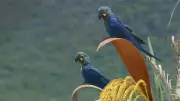 Arara-azul-de-lear ganha nova chance: projeto Biotravessia chega à Caatinga em soltura histórica