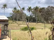 Ataque de cães Pitbull deixa prejuízo em galinheiro de São João da Barra: mais de dez aves mortas