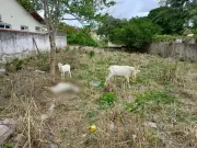 Cabritos Resgatados em Iguaba Grande: Um Morto e Outros em Estado de Vulnerabilidade Após Denúncia