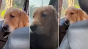 Cachorra faz show dramático ao trocar de lugar no carro e vídeo viraliza nas redes