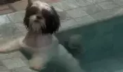 Cachorrinha vira sensação na web ao pular na piscina para fugir do calor em Presidente Prudente