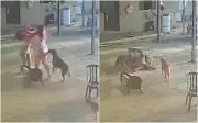 Cachorro vira herói inesperado ao tentar separar briga entre mulheres em Goiás; vídeo emociona
