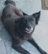 Cadela morre eletrocutada em parque de diversões no Rio: tragédia alerta sobre segurança