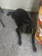 Cadela prenha sofre maus-tratos em Três Rios: homem é acusado de crueldade animal