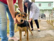 Campanha de Vacinação Antirrábica: Proteja seu Pet neste Final de Semana no Sul do RJ